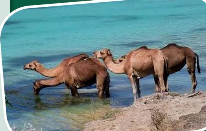 Camels at the beach